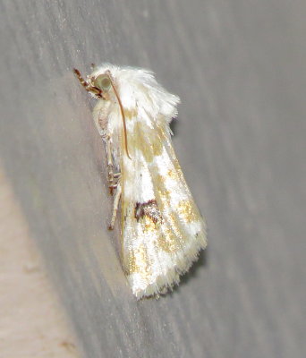 Goldenrod Flower Moth