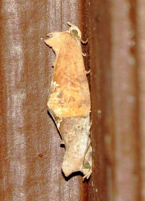 Small Necklace Moth