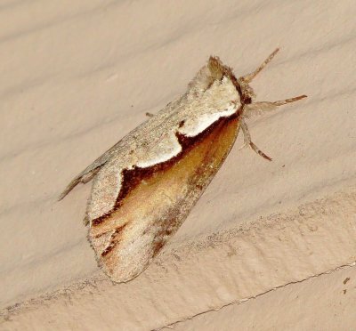 Double-Toothed Prominent