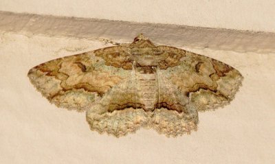 Maple Zale Moth