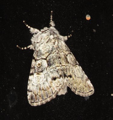 Laugher Moth