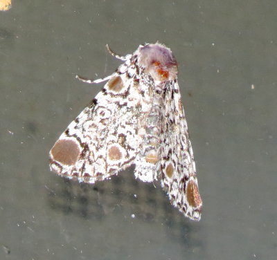 Harris' Three-Spot