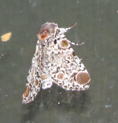 Harris' Three-Spot