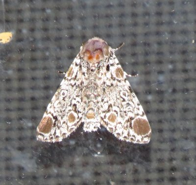 Harris' Three-Spot