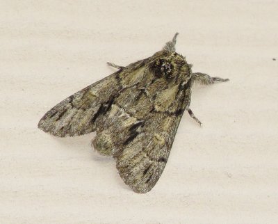 Georgian Prominent