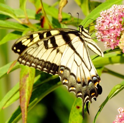 Eastern Tiger Swallowtail