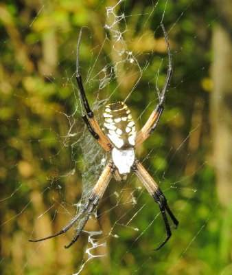 Yellow Garden Spider