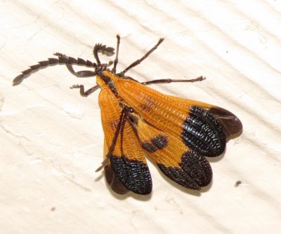 End-Band Net-Winged Beetle