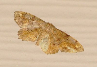 One-Spotted Variant