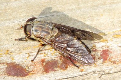 Tabanus sulcifrons