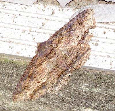 Lunate Zale Moth