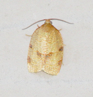 Choristoneura  Obsoletana