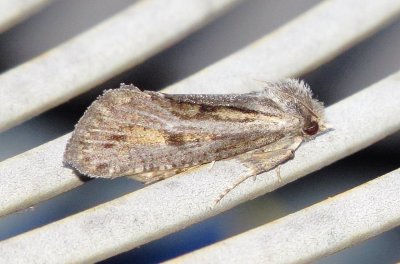 Clemen's Grass Tubeworm Moth