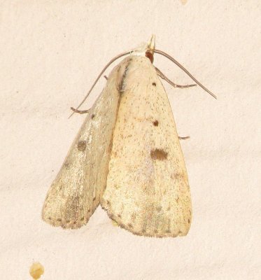 Deadwood Borer Moth