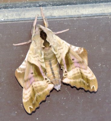 Blinded Sphinx Moth
