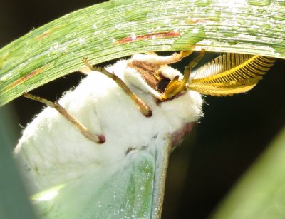 Luna Moth