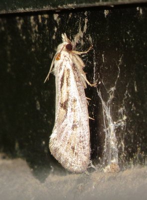 Clemen's Grass Tubeworm Moth