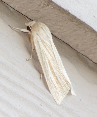 Unidentified Moth