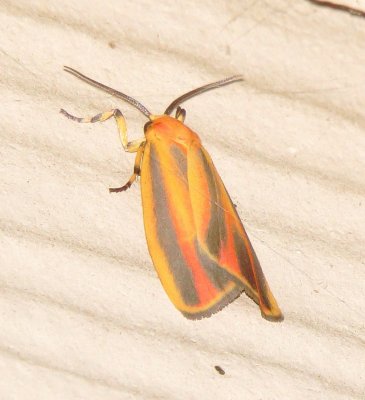 Painted Lichen Moth