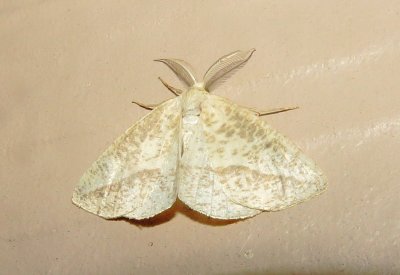 Speckled Lamplighter