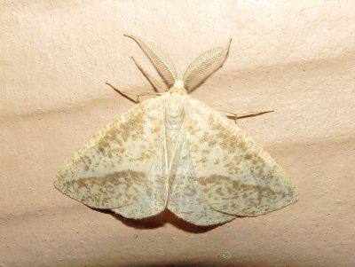 Speckled Lamplighter