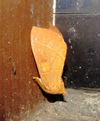 White-Dotted Prominent