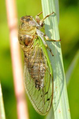 Plains Dog-Day Cicada
