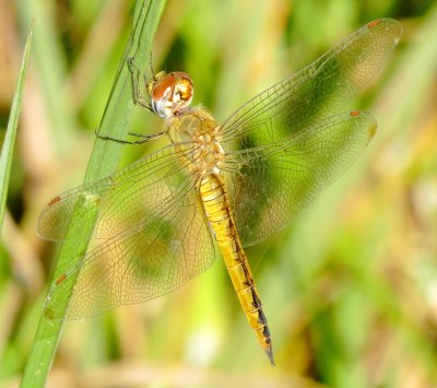 Wandering Glider