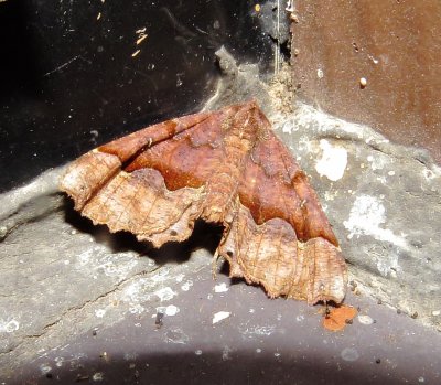 Hubner's Pero Moth