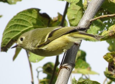 Ruby-Crowned Kinglet