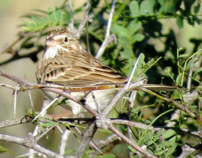 Vesper Sparrow