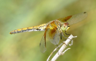 Band-Winged Meadowhawk