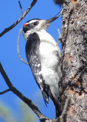 Hairy Woodpecker