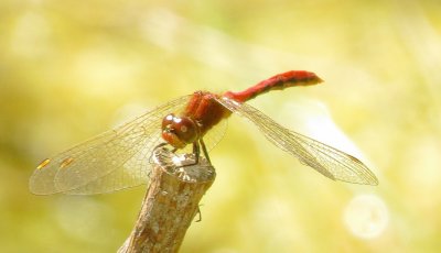 Cherry-Faced Meadowhawk