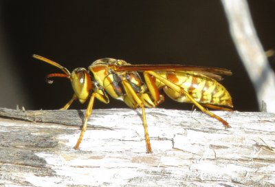 Golden Paper Wasp