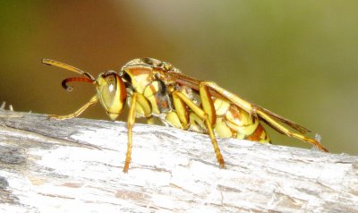 Golden Paper Wasp