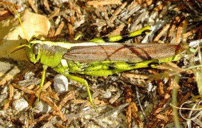 Obscure Bird Grasshopper