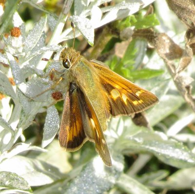 Fiery Skipper