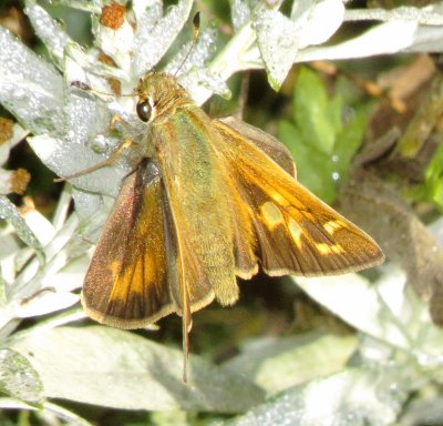 Fiery Skipper
