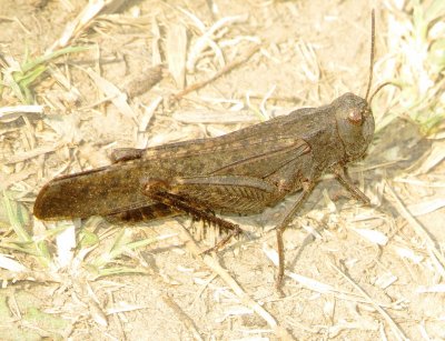 Red-Winged Grasshopper
