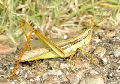 Two-Striped Mermiria