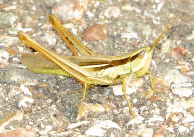 Two-Striped Mermiria