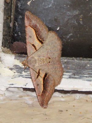 Vermillion Granite Moth