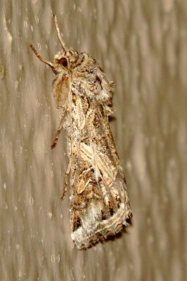 Yellow-Striped Armyworm Moth