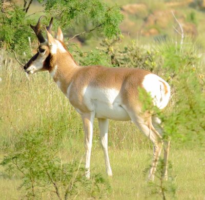 Pronghorn