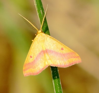 Chickweed Geometer Moth