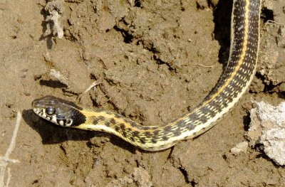 Western Black-Necked Gartersnake
