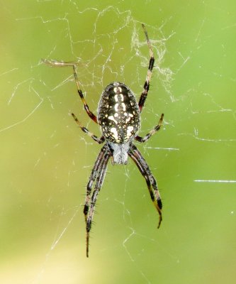 Western Spotted Orbweaver