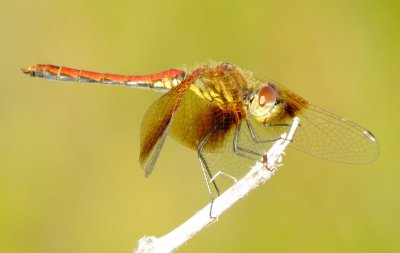 Band-Winged Meadowhawk