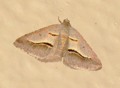 Vermillion Granite Moth